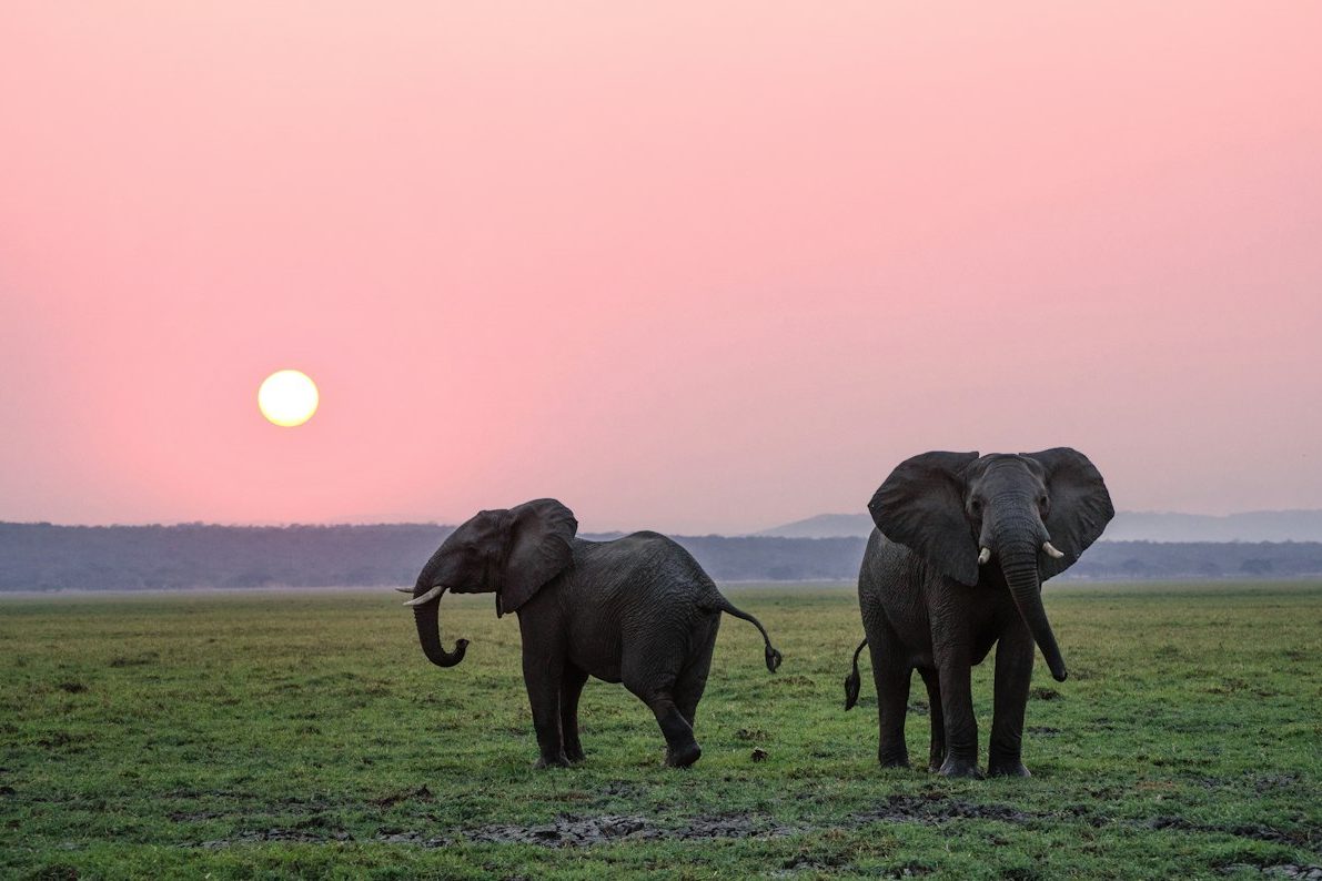 Two elephants on the grass plains under a pink sky at sunset in East Africa